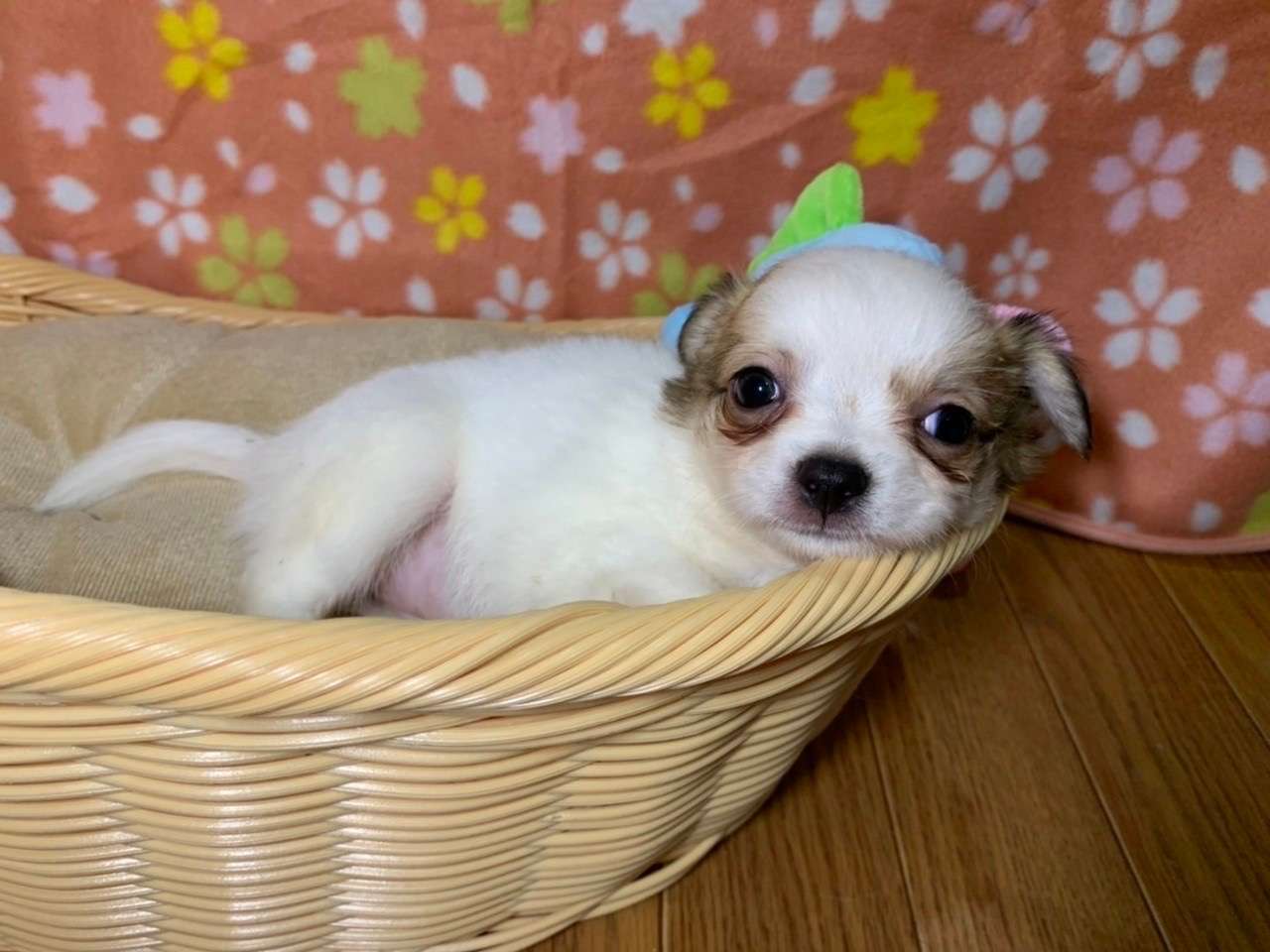 埼玉越谷ペットショップ☆可愛いチワワの仔犬が生まれました♪